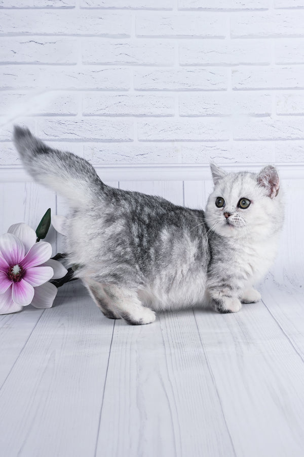 Freya | Minuet Kitten