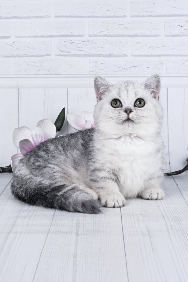 Freya | Minuet Kitten