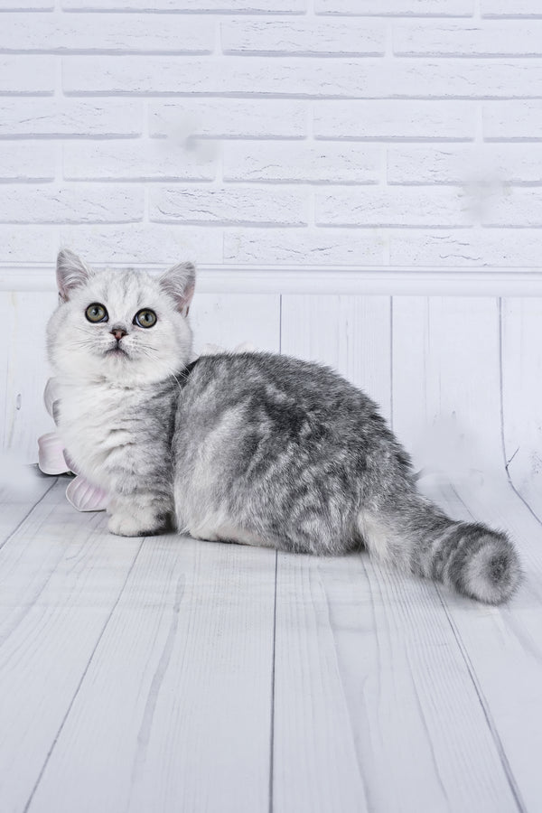 Freya | Minuet Kitten