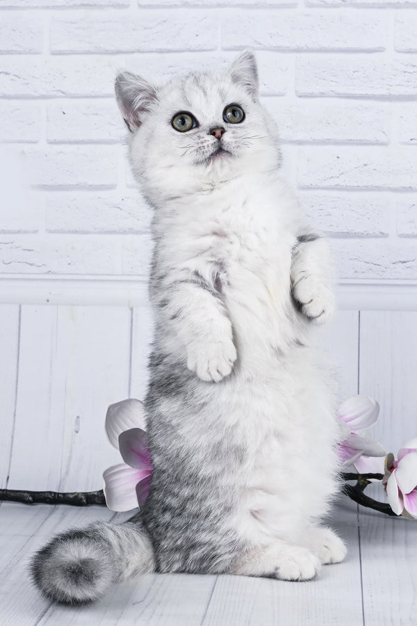 Freya | Minuet Kitten
