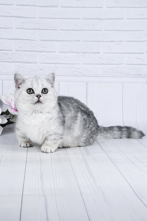 Freya | Minuet Kitten