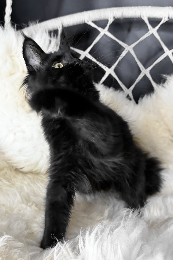 Freya | Maine Coon Kitten