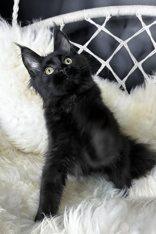Freya | Maine Coon Kitten