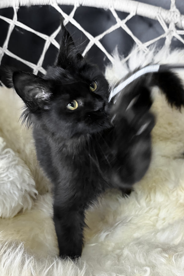 Freya | Maine Coon Kitten