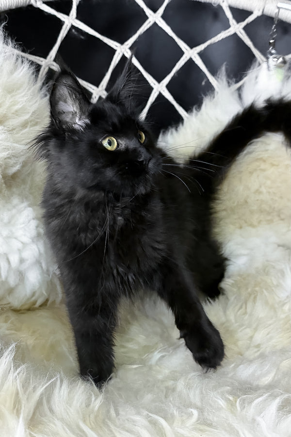 Freya | Maine Coon Kitten