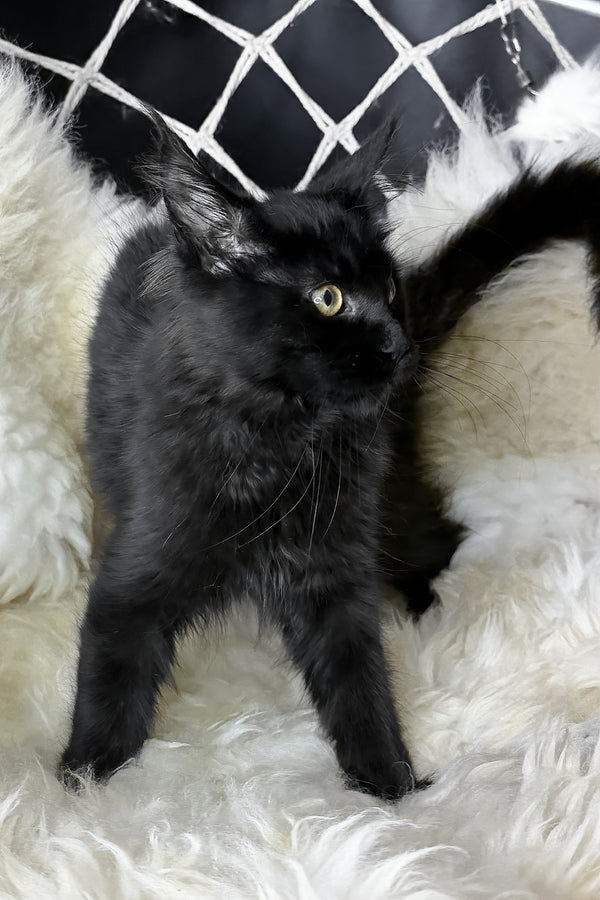 Freya | Maine Coon Kitten