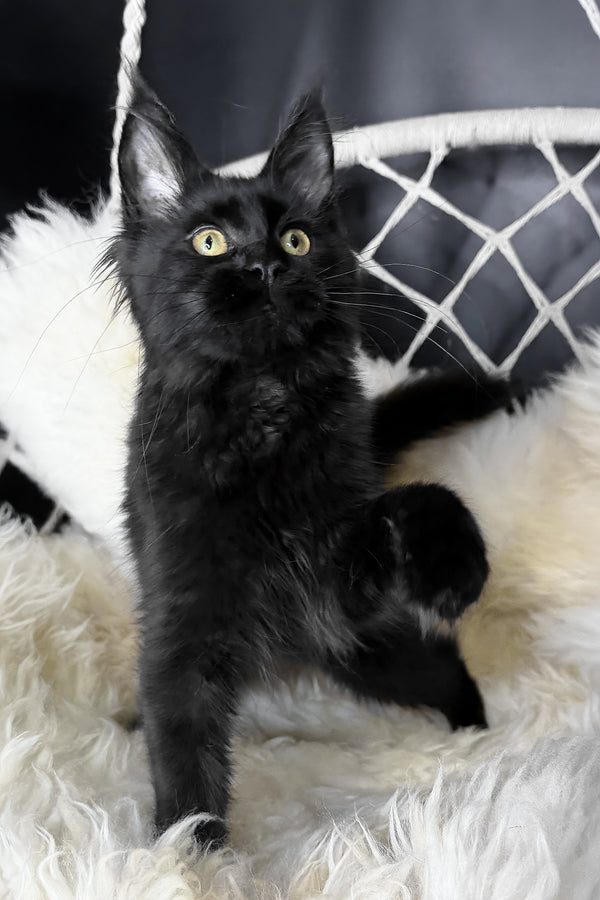 Freya | Maine Coon Kitten
