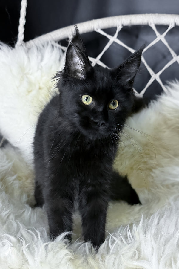 Freya | Maine Coon Kitten