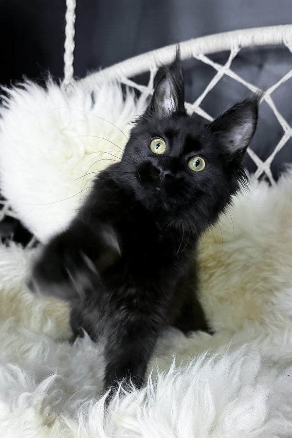 Freya | Maine Coon Kitten
