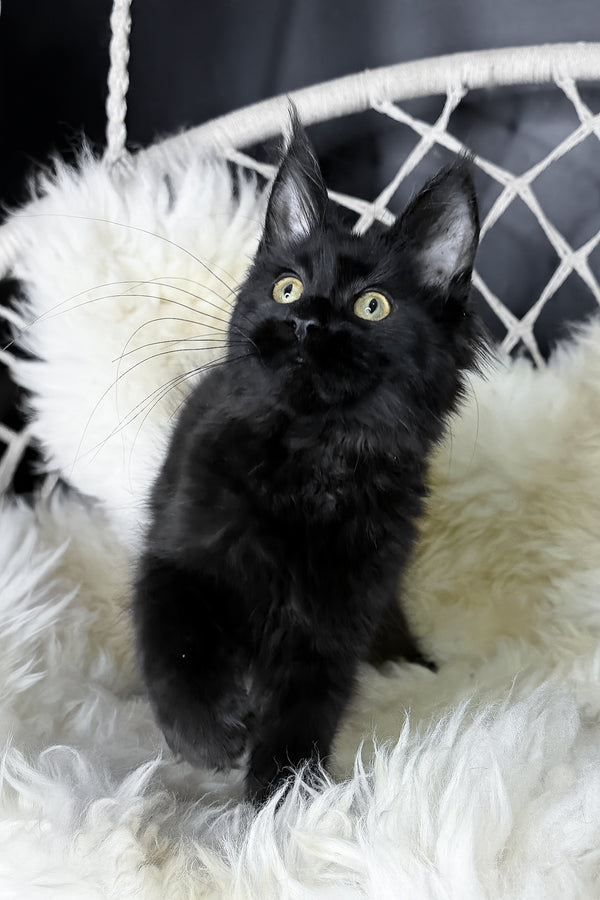 Freya | Maine Coon Kitten