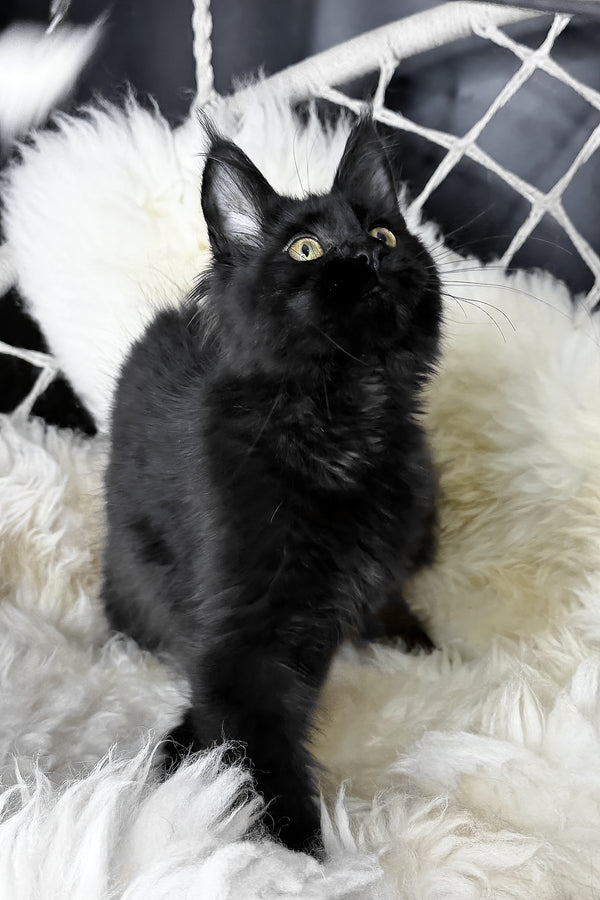 Freya | Maine Coon Kitten