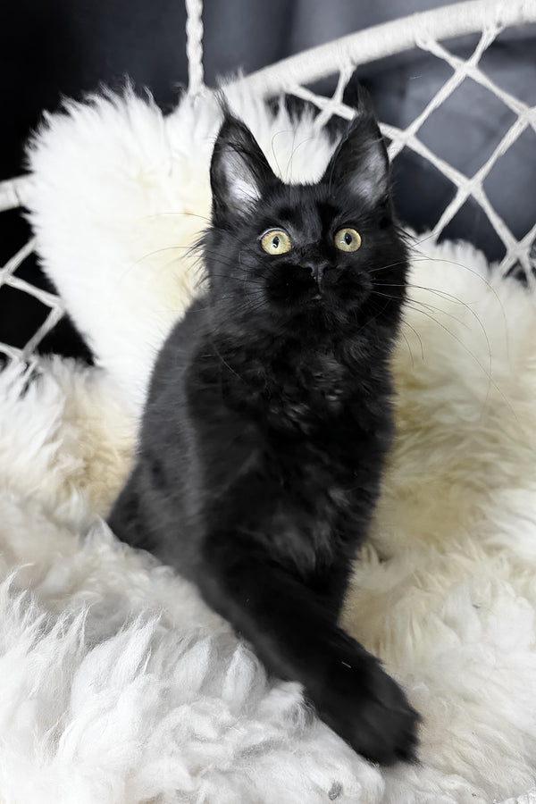 Freya | Maine Coon Kitten