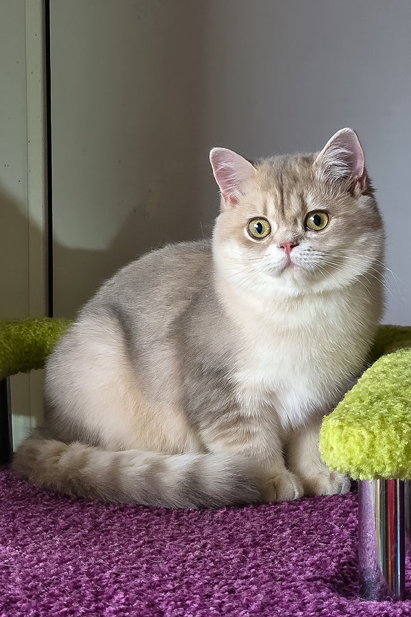 Freya | British Shorthair Kitten