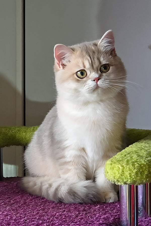Freya | British Shorthair Kitten