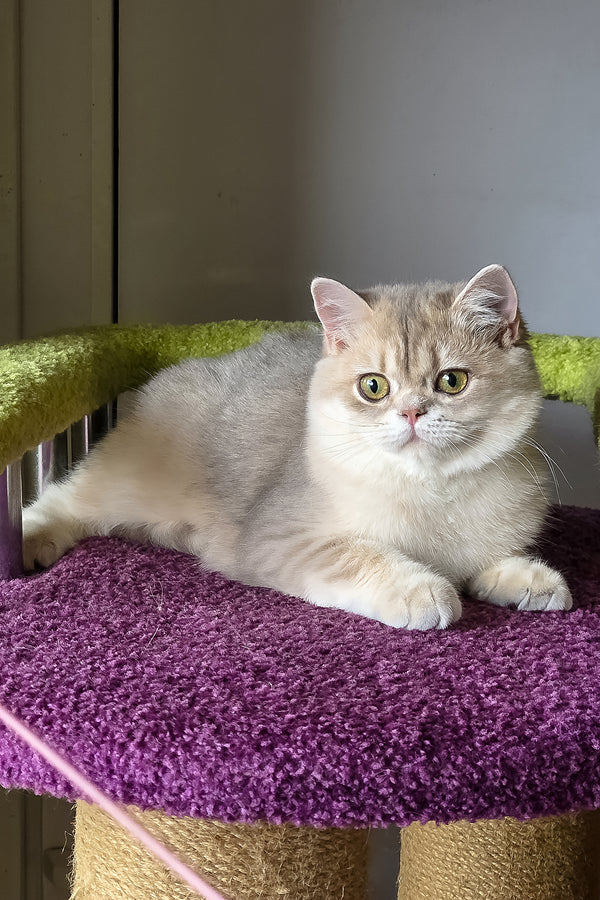 Freya | British Shorthair Kitten