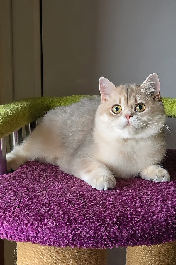 Freya | British Shorthair Kitten