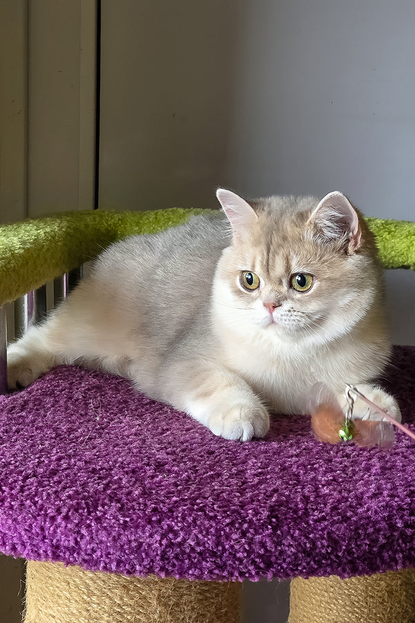 Freya | British Shorthair Kitten