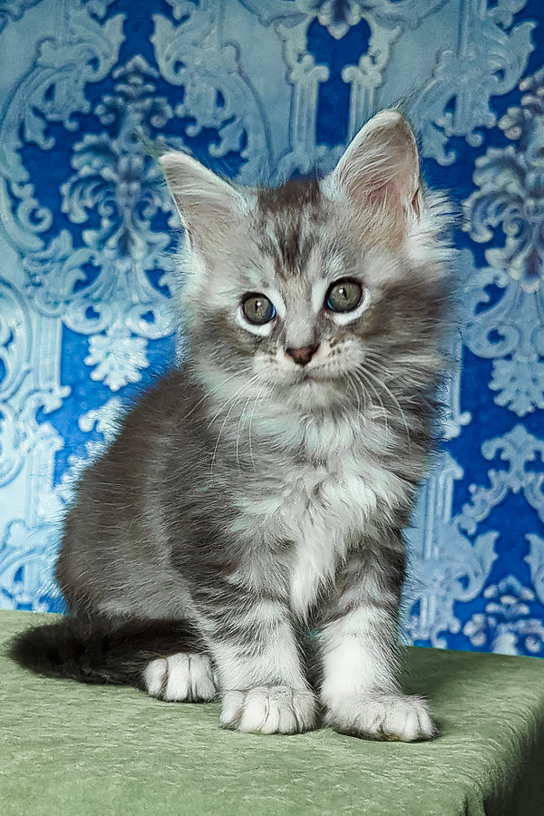 Frigollino | Maine Coon Kitten