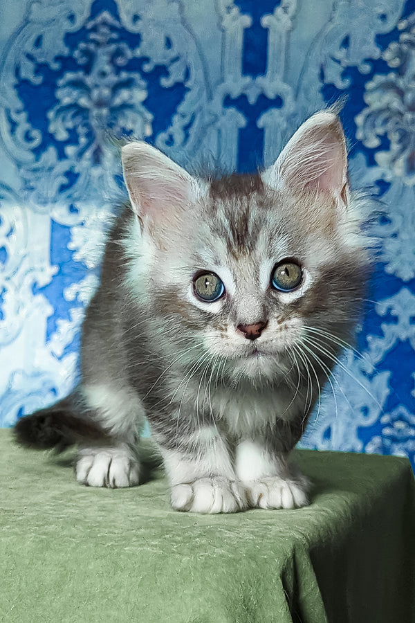 Frigollino | Maine Coon Kitten