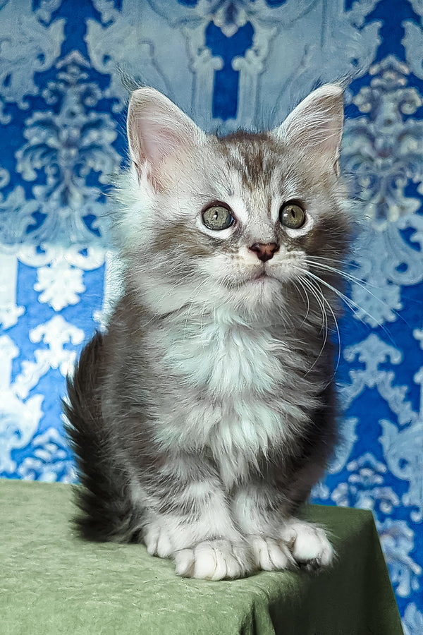 Frigollino | Maine Coon Kitten