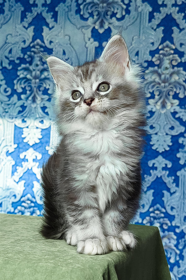 Frigollino | Maine Coon Kitten