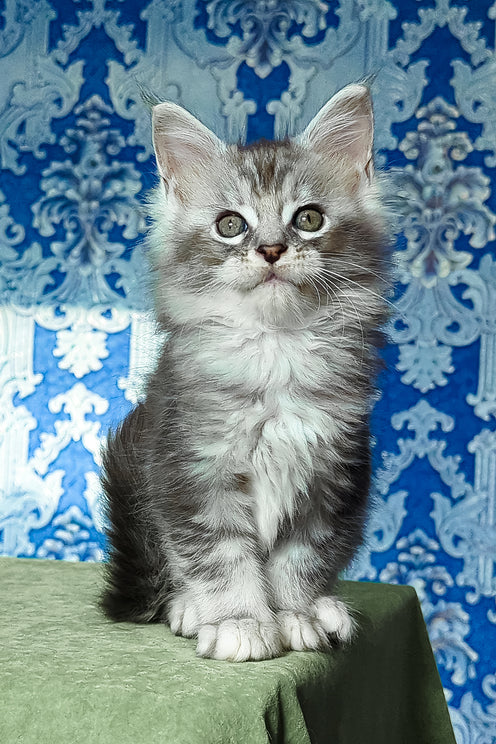 Frigollino | Maine Coon Kitten
