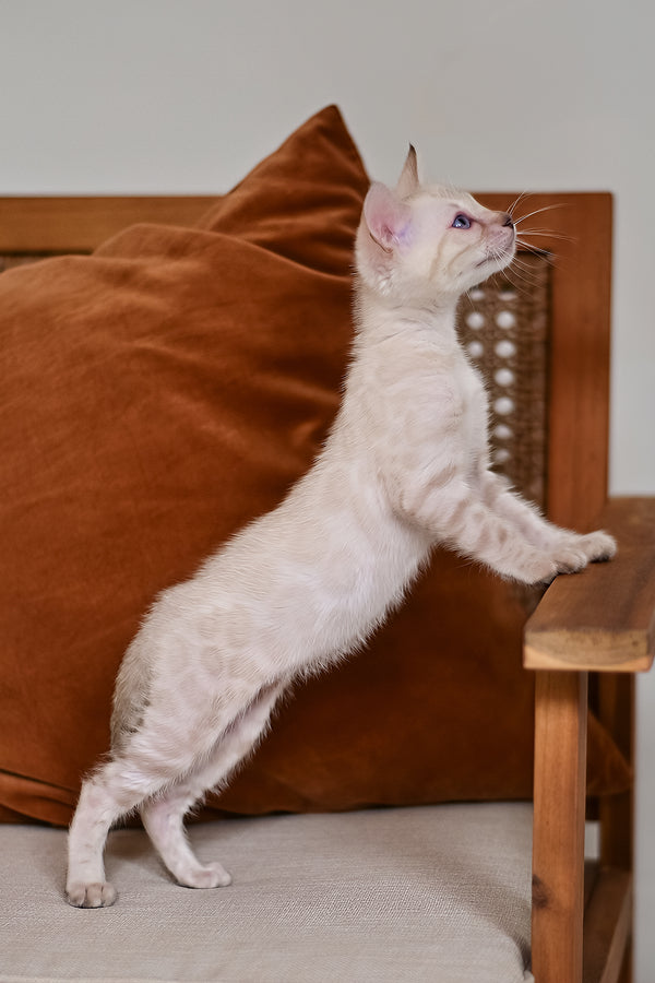 Frost | Bengal Kitten