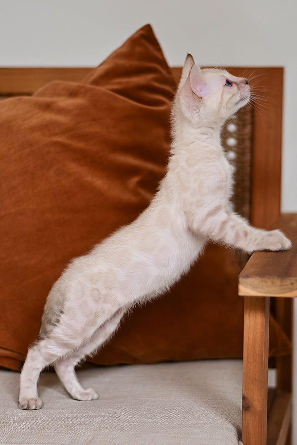Frost | Bengal Kitten