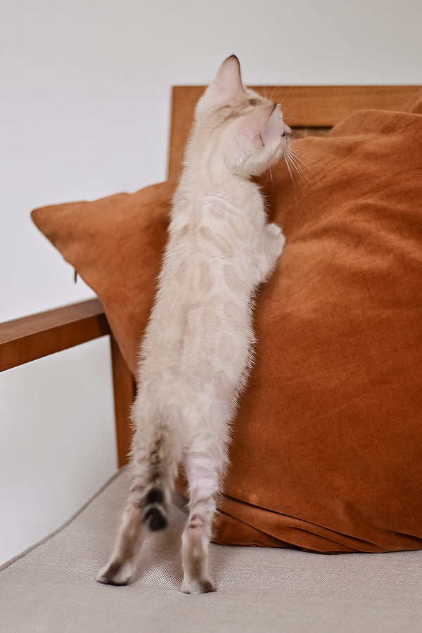 Frost | Bengal Kitten