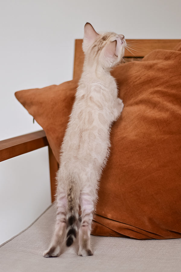 Frost | Bengal Kitten