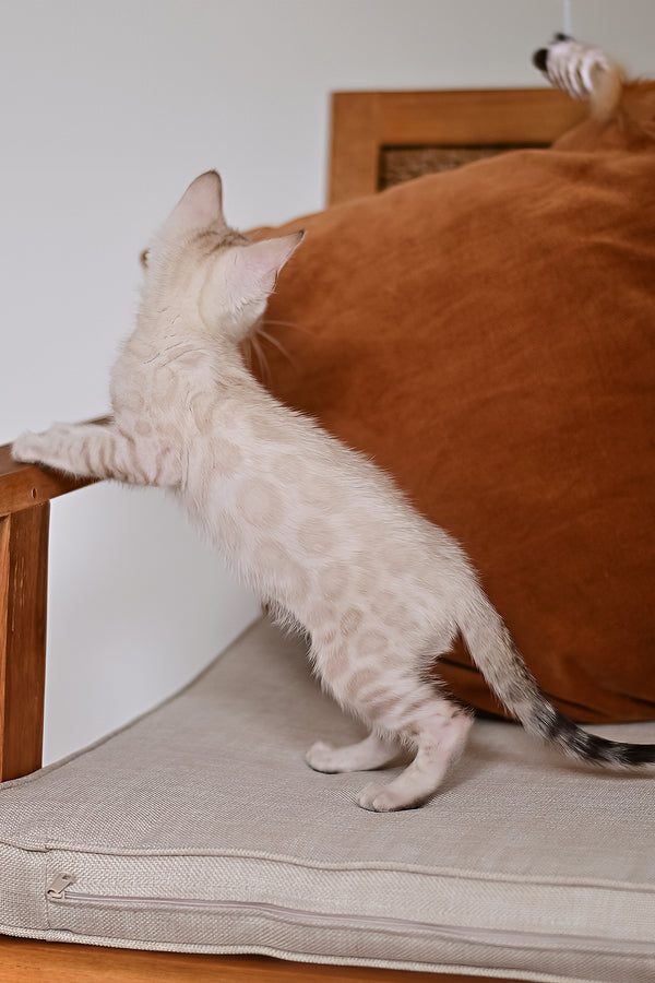 Frost | Bengal Kitten