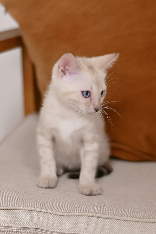 Frost | Bengal Kitten