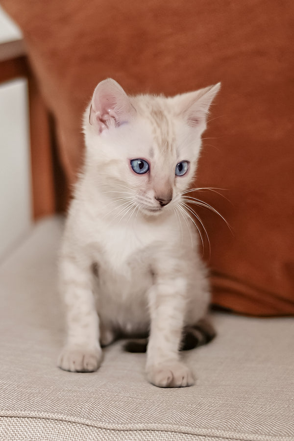 Frost | Bengal Kitten