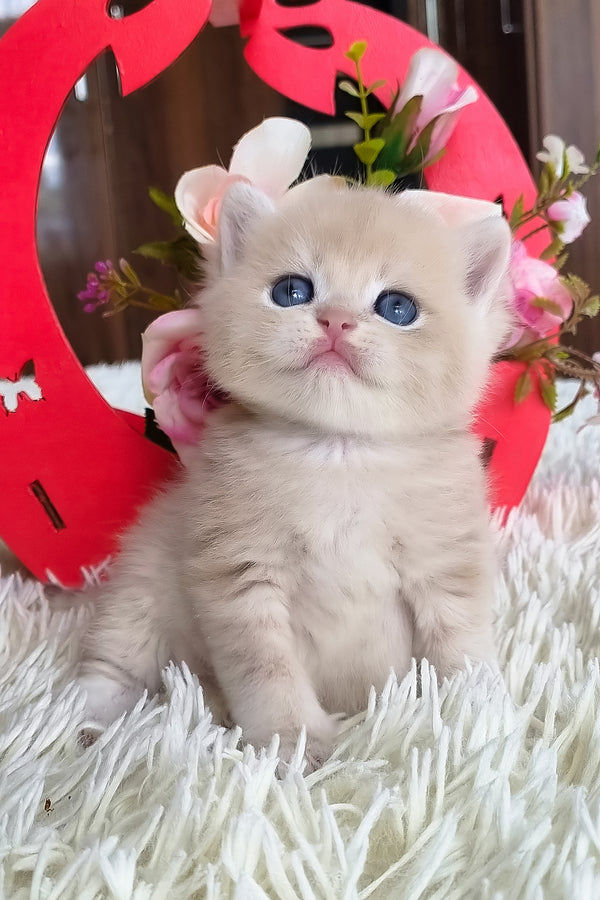 Funtic | British Shorthair Kitten