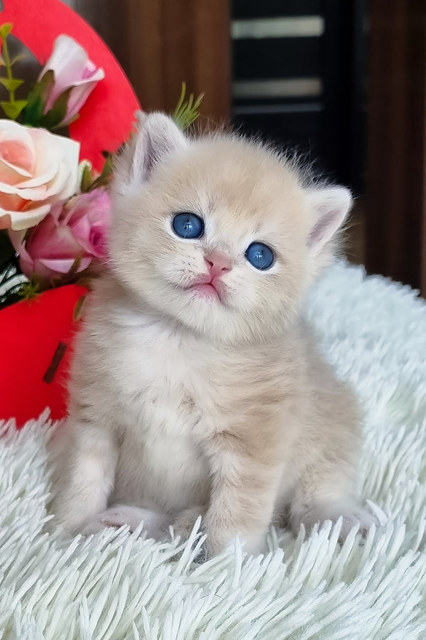 Funtic | British Shorthair Kitten