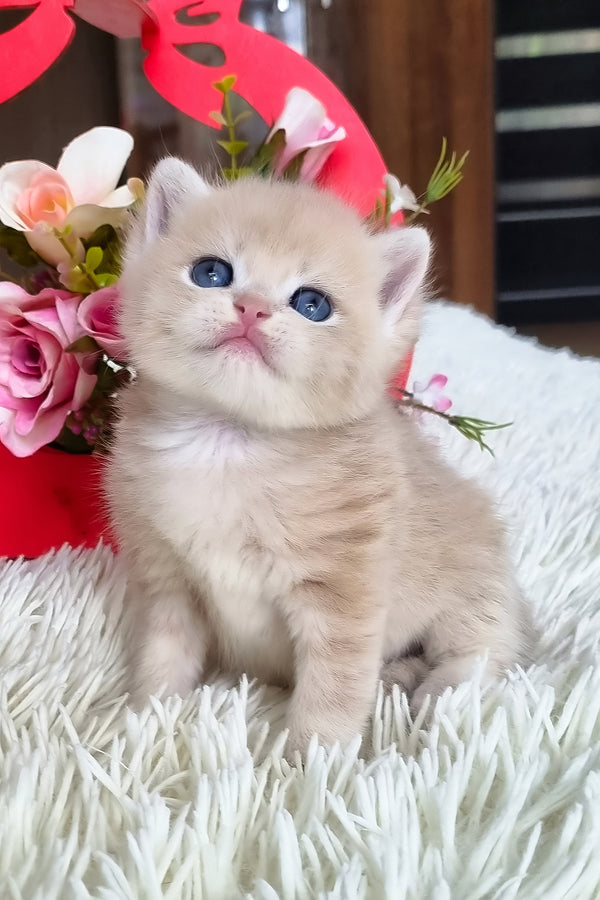 Funtic | British Shorthair Kitten