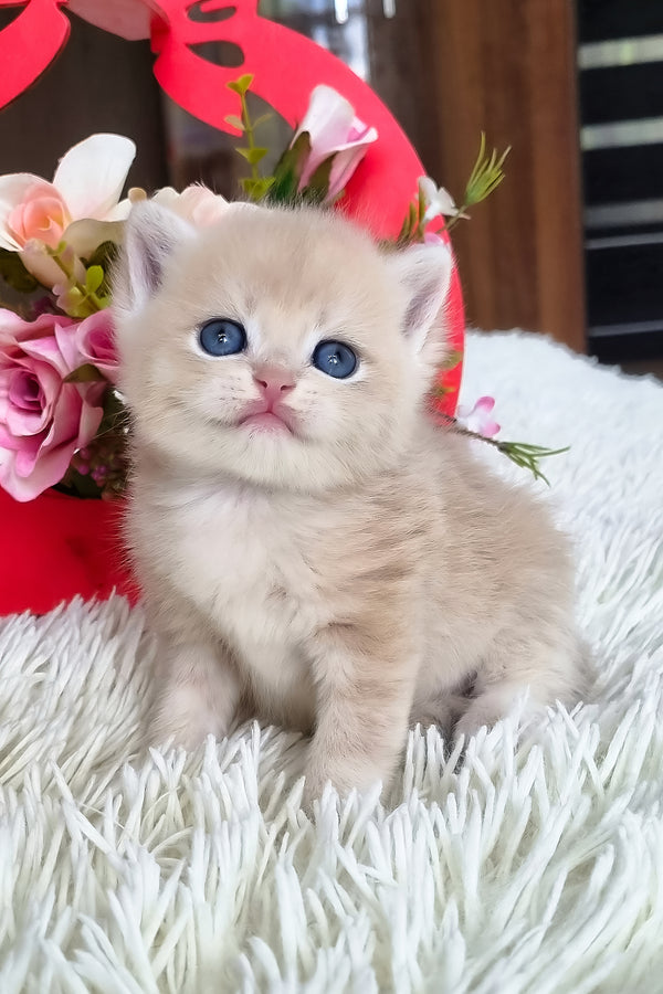 Funtic | British Shorthair Kitten