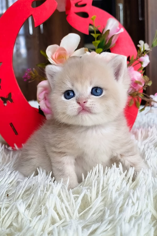 Funtic | British Shorthair Kitten