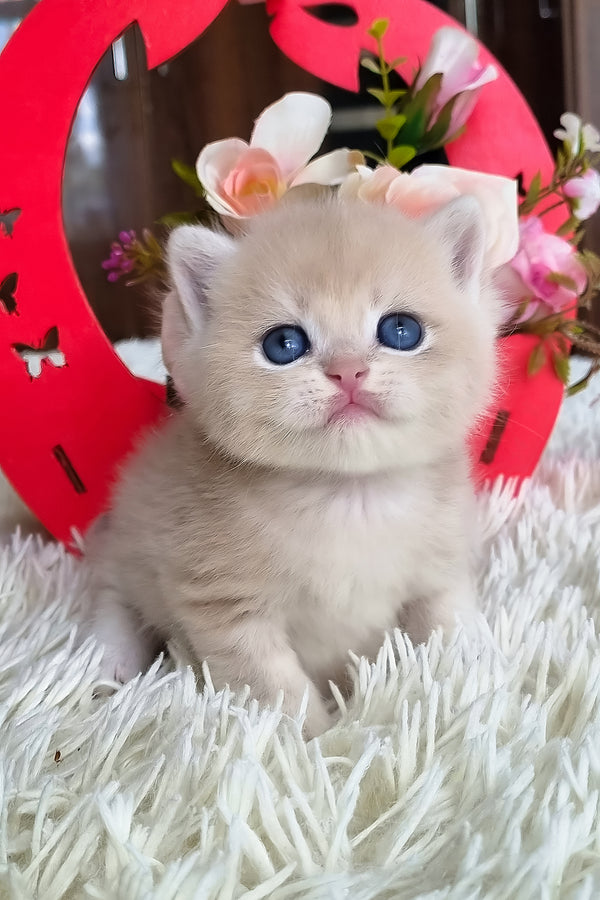 Funtic | British Shorthair Kitten
