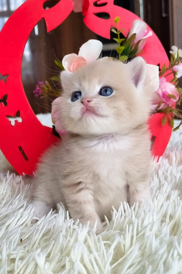 Funtic | British Shorthair Kitten