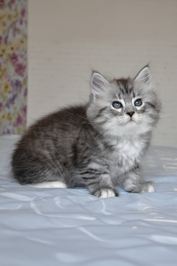 Funtik | Siberian Kitten