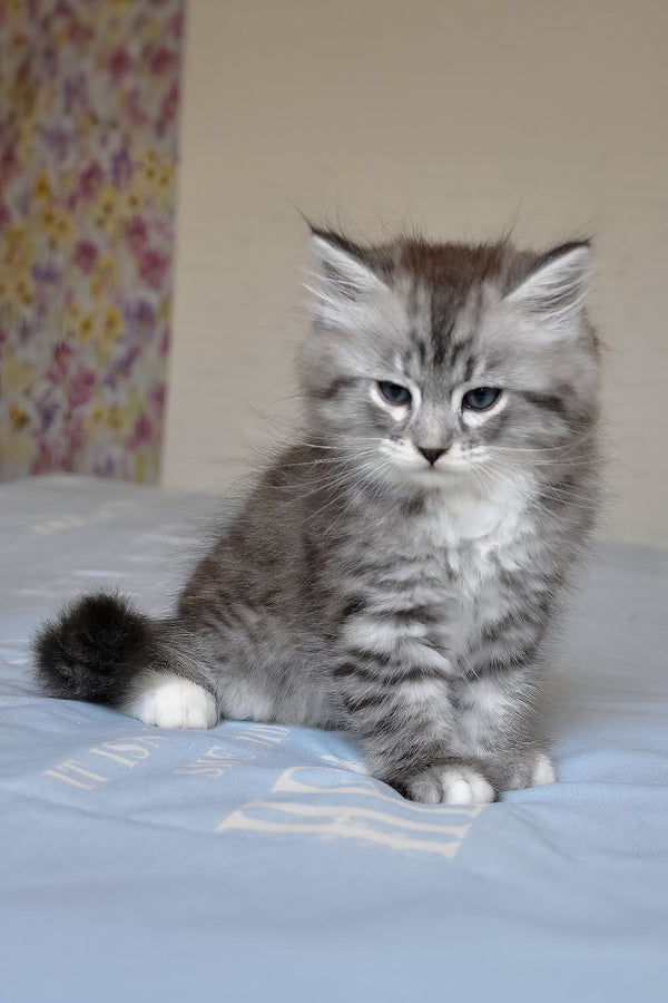 Funtik | Siberian Kitten