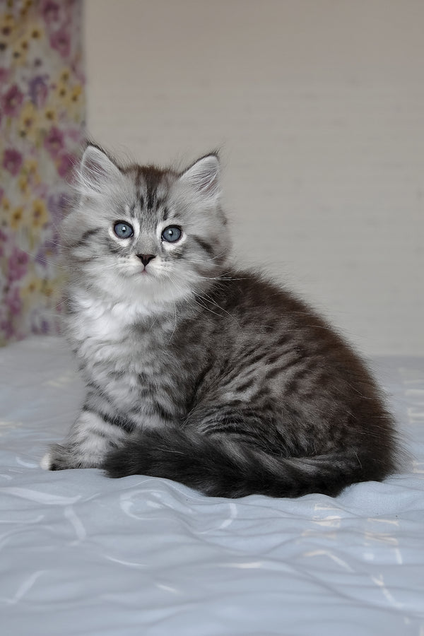 Funtik | Siberian Kitten