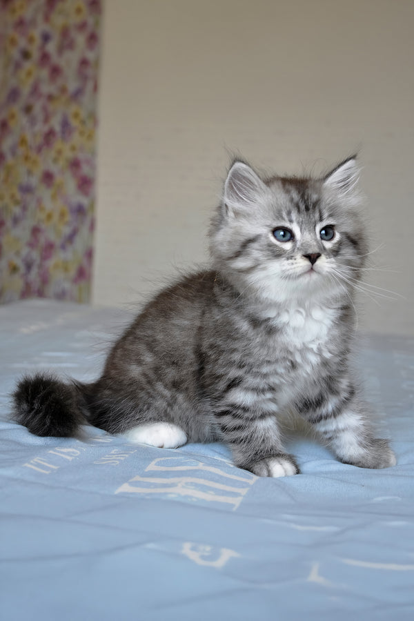 Funtik | Siberian Kitten