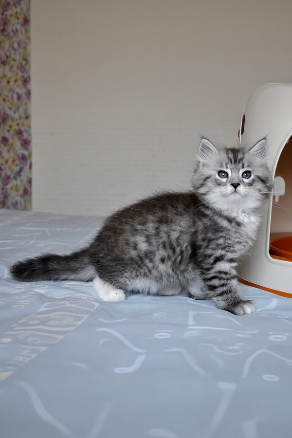 Funtik | Siberian Kitten