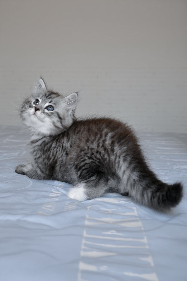 Funtik | Siberian Kitten