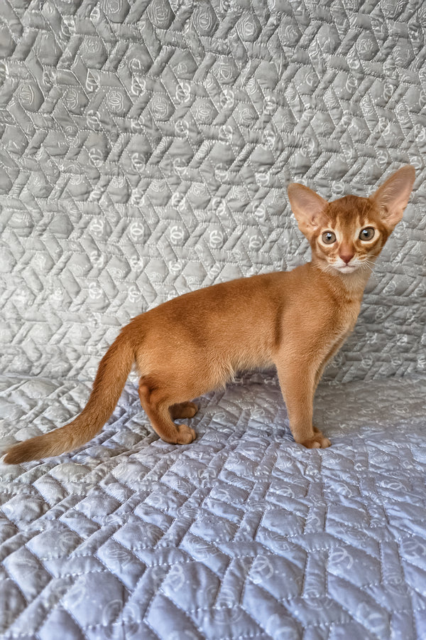 Gymmie | Abyssinian Kitten