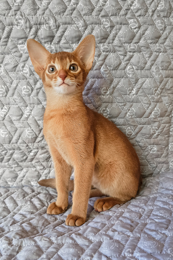 Gymmie | Abyssinian Kitten