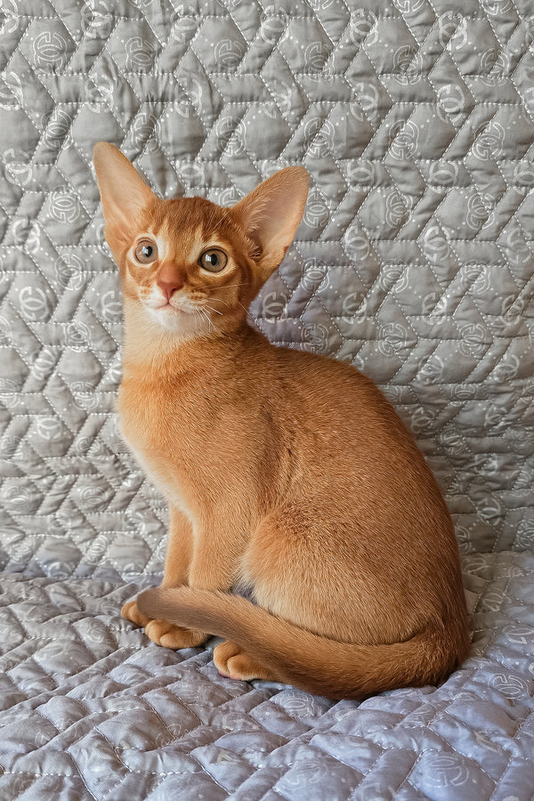 Gymmie | Abyssinian Kitten