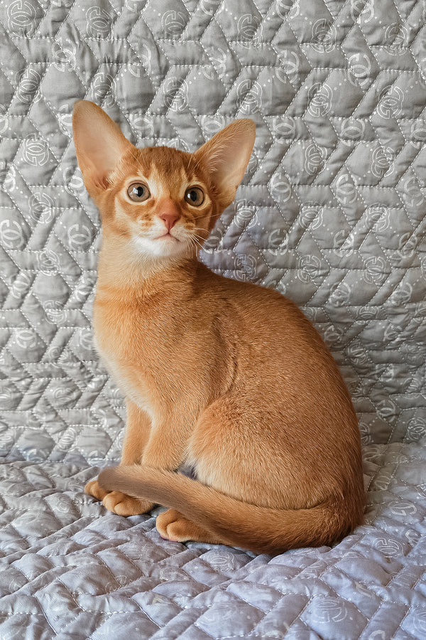 Gymmie | Abyssinian Kitten